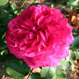 Rose 'Elbjuwel' ® bei Weinsberger Rosenkulturen. Rosen online bestellen.