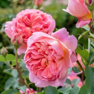 Rose 'Boscobel' bei Weinsberger Rosenkulturen. Rosen online bestellen.