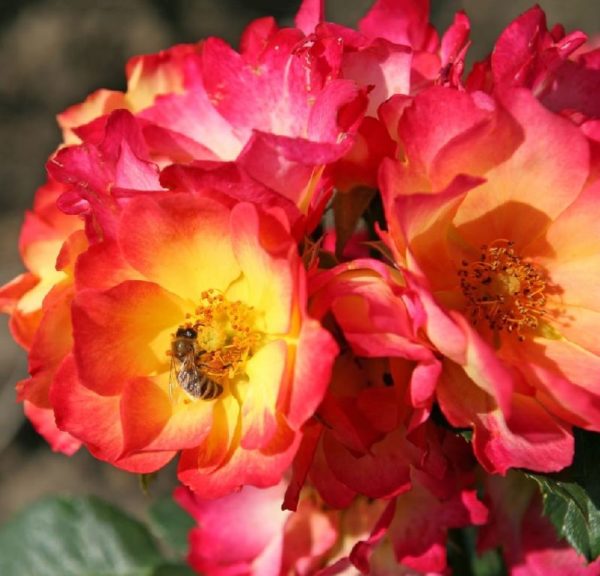 Rose 'Summer of Love' ® bei Weinsberger Rosenkulturen. Rosen online bestellen