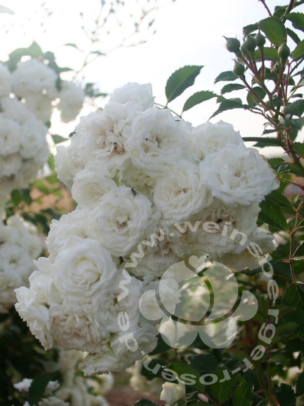 Rose 'Alba Meidiland'® bei Weinsberger Rosenkulturen. Rosen online bestellen.
