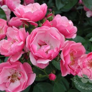 Rose 'Angela' ® bei Weinsberger Rosenkulturen. Rosen online bestellen.