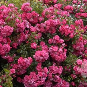 Rose 'Palmengarten Frankfurt' ® bei Weinsberger Rosenkulturen. Rosen online bestellen