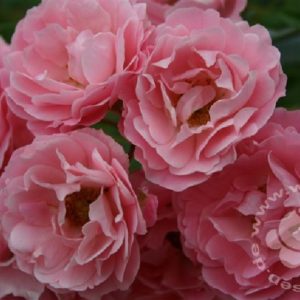 Rosa 'Sommerwind' ® bei Weinsberger Rosenkulturen. Rosen online bestellen
