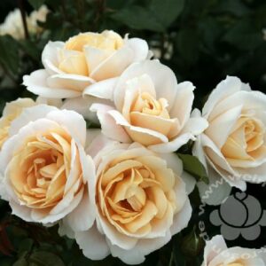 Rose 'Lions-Rose' ® bei Weinsberger Rosenkulturen. Rosen online bestellen