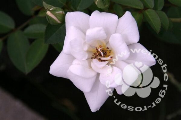 Rosa 'Kent' ® bei Weinsberger Rosenkulturen. Rosen online bestellen
