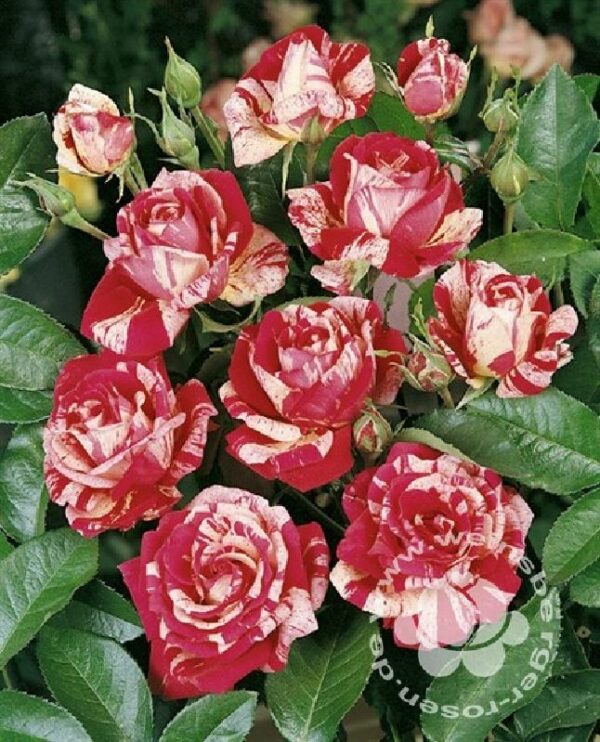 Rose 'Papageno'® bei Weinsberger Rosenkulturen. Rosen online bestellen.