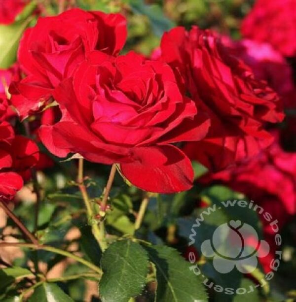 Rose 'Roter Drache' ®bei Weinsberger Rosenkulturen. Rosen online bestellen