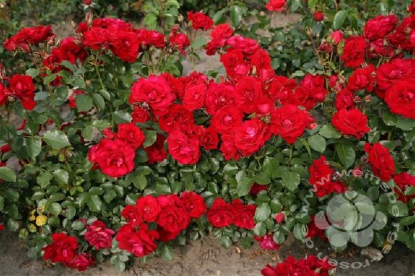 Rose 'Roter Drache' ® bei Weinsberger Rosenkulturen. Rosen online bestellen