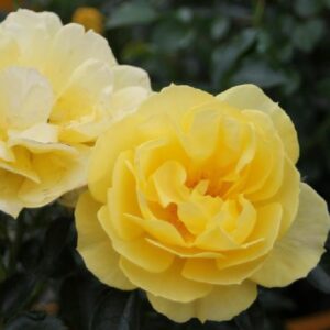 Rose 'Bienenweide'® gelb bei Weinsberger Rosenkulturen online bestellen
