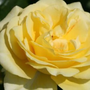 Rose 'Shining Light' bei Weinsberger Rosenkulturen online bestellen