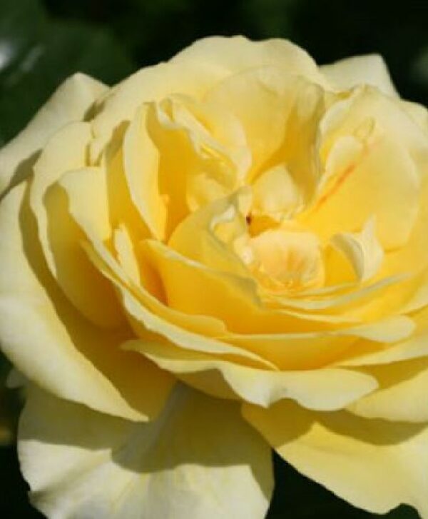 Rose 'Shining Light' bei Weinsberger Rosenkulturen online bestellen