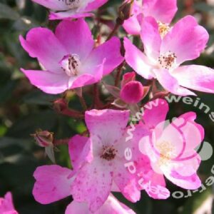 Blüten der Bodendeckerrose Ballerina von Weinsberger Rosen