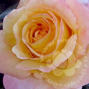 Rose apricot von Weinsberger Rosen