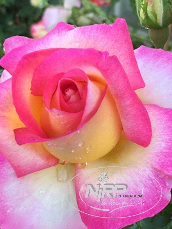 Rose Sweet Delight von Weinsberger Rosen GbR