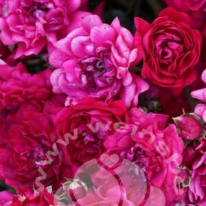 Kletterrose Momo von Weinsberger Rosenkulturen GbR