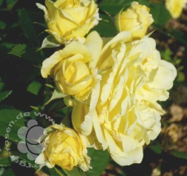 Rose Yellow Meilove von Weinsberger Rosen in Weinsberg