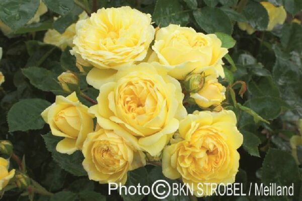 Gelbe Rose bei Weinsberger Rosen