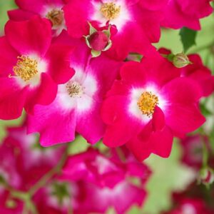 Rose ,,Libertas'' von Weinsberger Rosenkulturen GbR