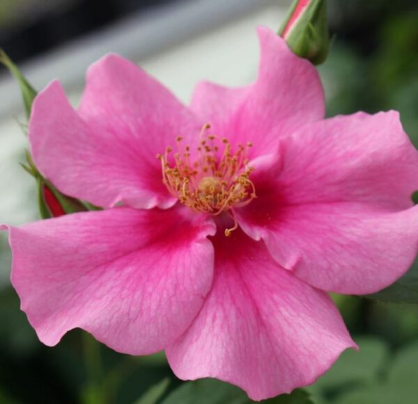 Beetrose ,,See You in Pink'' von Weinsberger Rosenkulturen