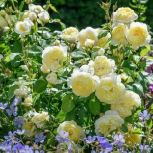 Strauch mit gelb / weißen Blüten | Weinsberger Rosen