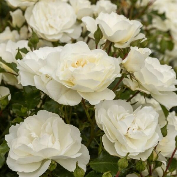 weißer Rosenstrauch | Weinsberger Rosen