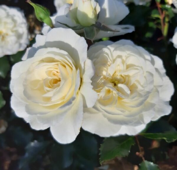 weiß gelbliche Rosen von Weinsberger Rosenkulturen GbR