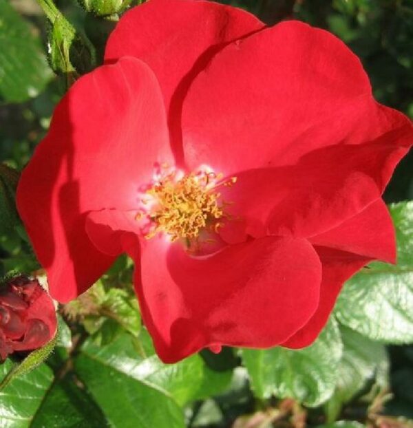 rote Strauchrose ,, Robusta '' von Weinsberger Rosenkulturen GbR