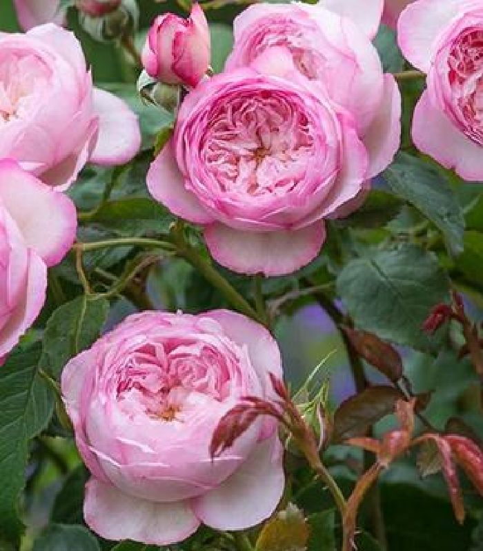Englische Rose 'The Mill on the Floss' ® von Weinsberger Rosen | Rosenkulturen online