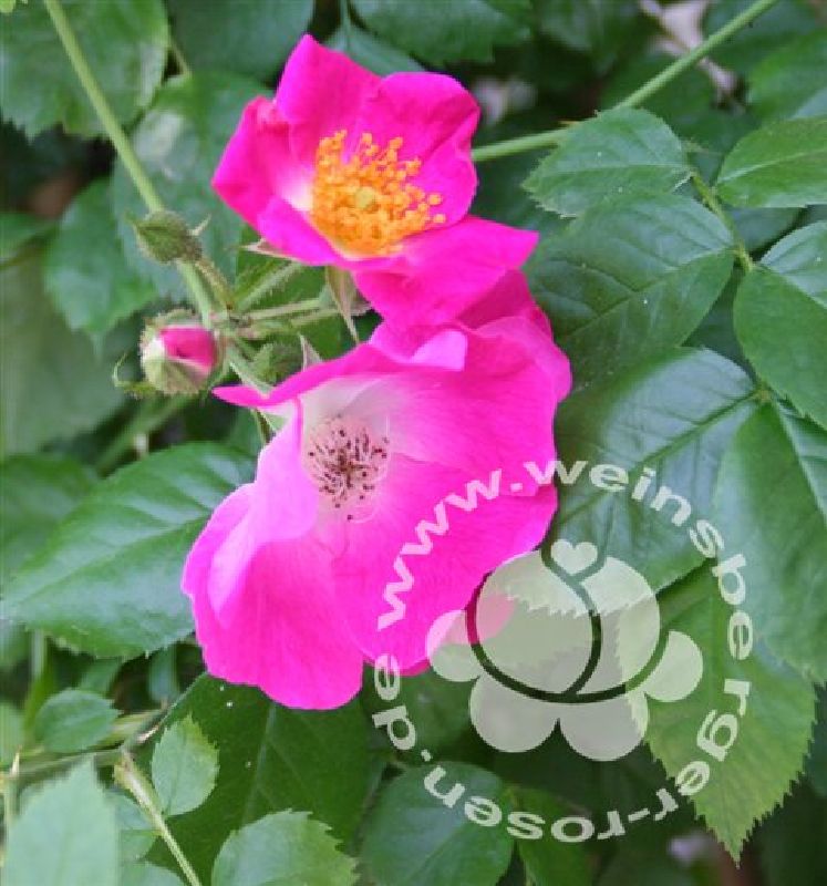 Rose 'American Pillar' ® Kletterrose/Rambler von Weinsberger Rosen | Rosenkulturen online kaufen im Onlineshop