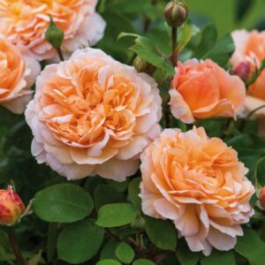 Englische Rose 'The Lady Gardener' | Weinsberger Rosenkulturen Online-Shop