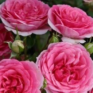 Pinke Rosen von Weinsberger Rosen | im Onlineshop
