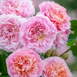 Englische Rose 'Eustacia Vye' | Weinsberger Rosenkulturen Online-Shop