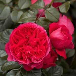 Kletterrose 'Deep Love' ® | im Onlineshop bei Weinsberger Rosenkulturen