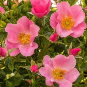 Bodendeckerrose 'LandFrauen Rose' ® | Weinsberger Rosenkulturen Online-Shop