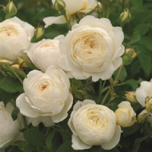 Rose 'Claire Austin' ™ Strauchrose | im Onlineshop bei Weinsberger Rosenkulturen