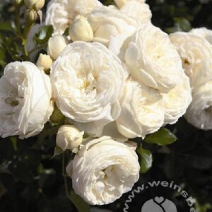 Rose 'Artemis' ® Strauchrose von Weinsberger Rosen | im Onlineshop