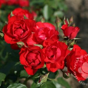 Rose 'Black Forest Rose' ® ADR-Rose Beetrose von Weinsberger Rosen | im Onlineshop
