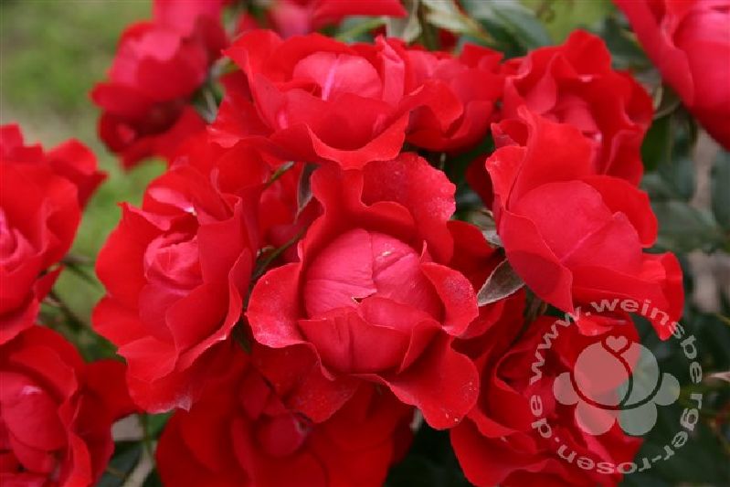 Rote Rose 'Black Forest Rose' ® ADR-Rose Beetrose von Weinsberger Rosen | im Onlineshop