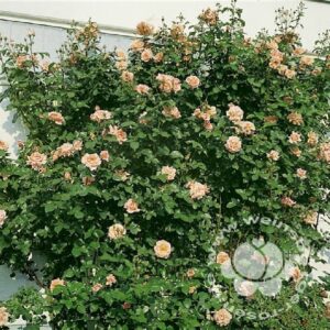 Rose 'Compassion' ® Kletterrose | im Onlineshop bei Weinsberger Rosenkulturen
