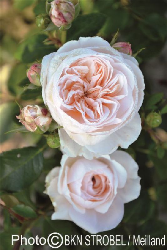 Rose 'Sabrina' ® Kletterrose | Weinsberger Rosenkulturen Online-Shop