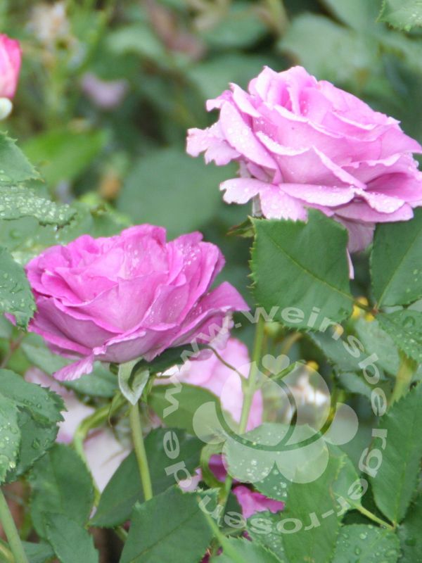 Rose 'Climbing Violette Parfumée' © Kletterrose | im Onlineshop bei Weinsberger Rosenkulturen
