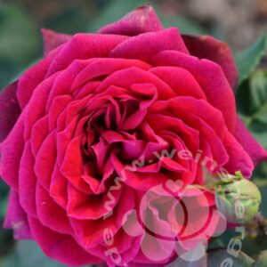 Rose 'Gräfin Diana' © Edelrose | im Onlineshop bei Weinsberger Rosenkulturen