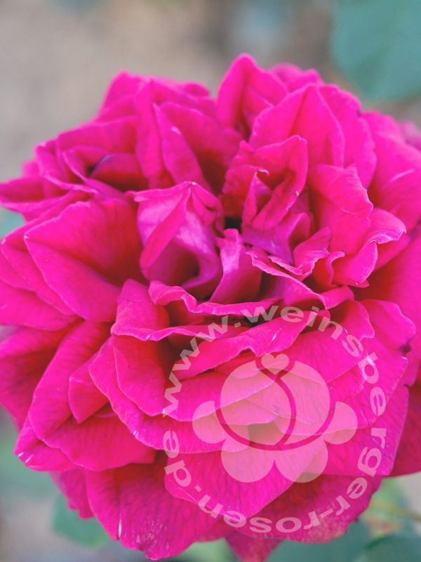 Rose 'Gräfin Diana' © Edelrose | im Onlineshop bei Weinsberger Rosenkulturen
