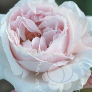 Rose 'Constance Mozart' ® Beetrose | im Onlineshop bei Weinsberger Rosenkulturen