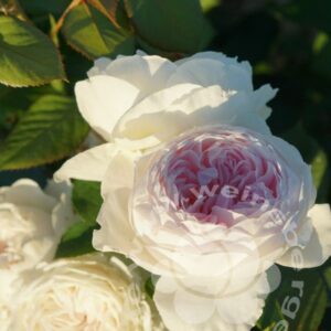 Rose 'Herzogin Christiana' © Beetrose | im Onlineshop bei Weinsberger Rosenkulturen