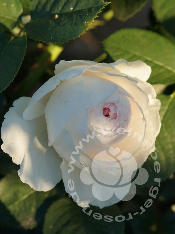 Rose 'Herzogin Christiana' © Beetrose | im Onlineshop bei Weinsberger Rosenkulturen