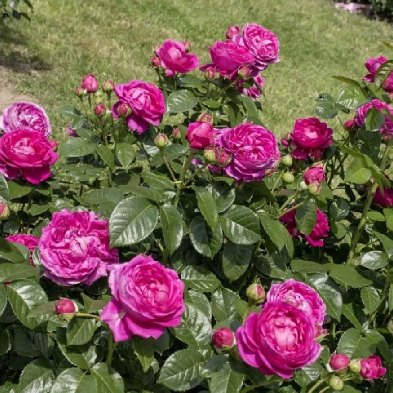 Beetrose 'Anuschka' ® pink von Weinsberger Rosen | im Onlineshop zu kaufen