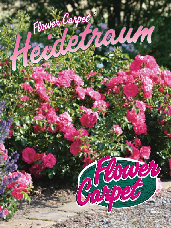 Rose 'Heidetraum' ® ADR-Rose Bodendeckerrosee | im Onlineshop bei Weinsberger Rosenkulturen