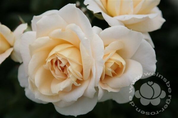 Rose 'Lions-Rose' ® ADR-Rose Beetrose | Weinsberger Rosenkulturen Online-Shop
