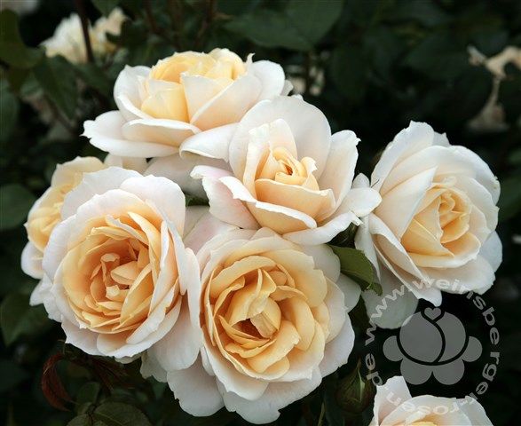 Rose 'Lions-Rose' ® ADR-Rose Beetrose | Weinsberger Rosenkulturen Online-Shop